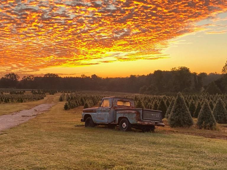 Berry's Christmas Tree Farm